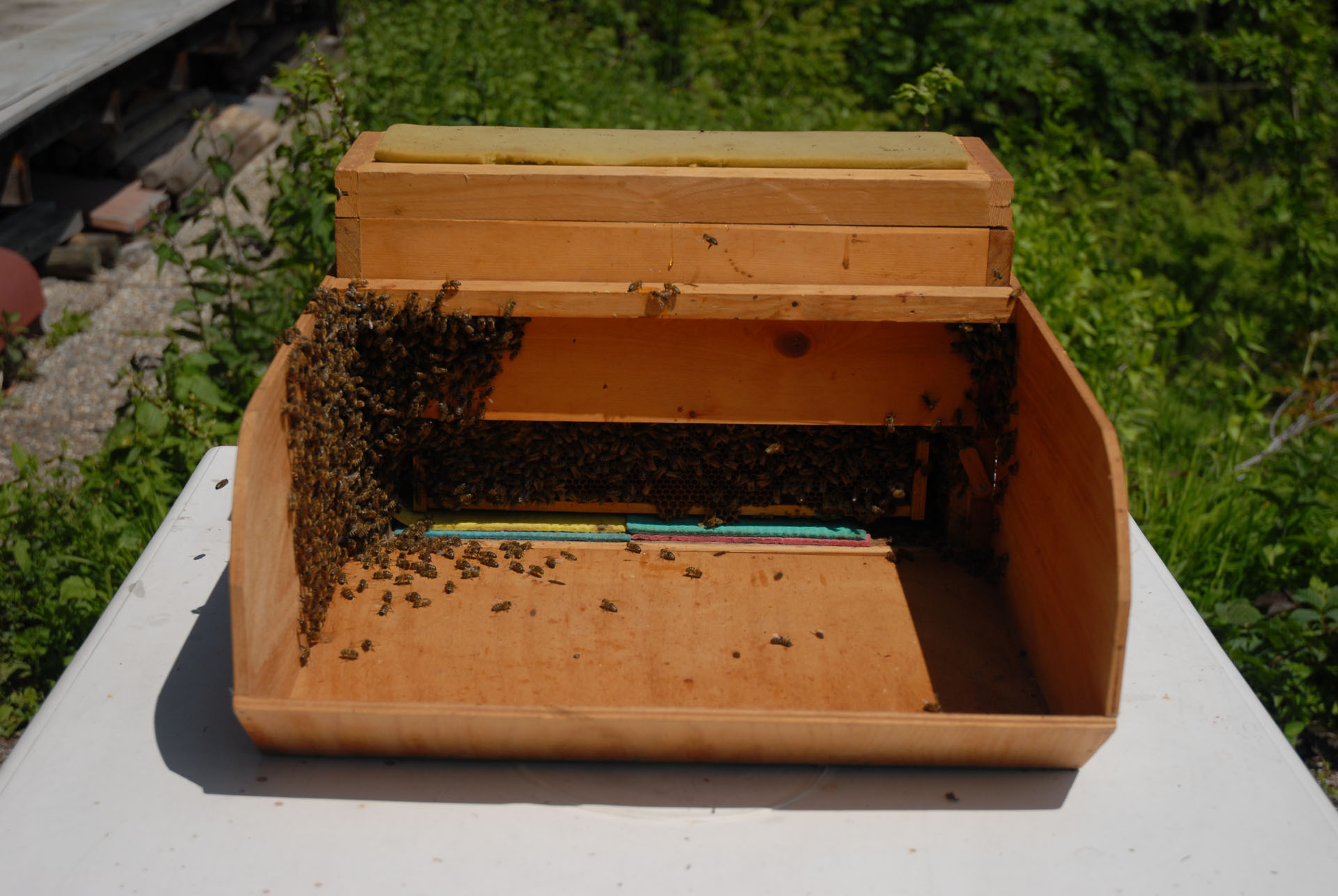 Anbrüterkasten gefüllt mit Bienen