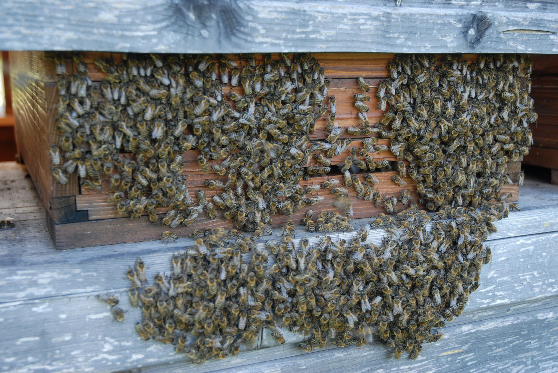 Ein Bienenvolk in voller Stärke - bereit für eine ergiebige Waldtracht