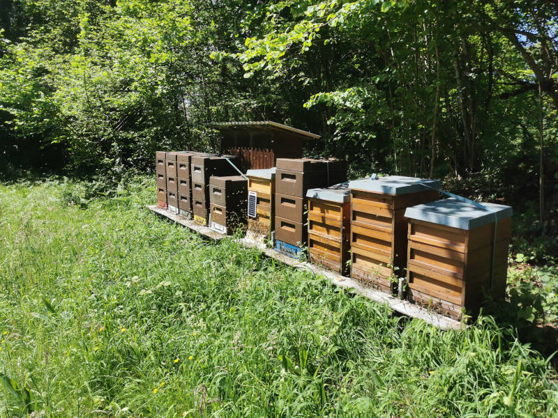 Bienenstand am Waldrand - Die Völker sind bereit für eine ergiebige Waldtracht.